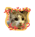 Spicy cats3（個別スタンプ：6）