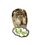 Spicy cats3（個別スタンプ：7）