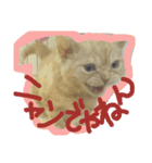 Spicy cats3（個別スタンプ：8）