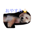 メイちゃんのワンコスタンプ 1（個別スタンプ：1）