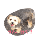 メイちゃんのワンコスタンプ 1（個別スタンプ：2）