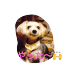 メイちゃんのワンコスタンプ 1（個別スタンプ：6）
