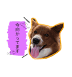 ぐっさんちのももちゃんスタンプ第2弾！（個別スタンプ：7）