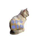 たろぽーさん（個別スタンプ：2）
