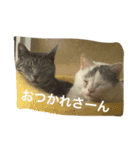 たろぽーさん（個別スタンプ：3）
