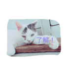 たろぽーさん（個別スタンプ：6）
