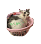 たろぽーさん（個別スタンプ：7）