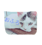 たろぽーさん（個別スタンプ：8）
