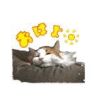 毛玉様と愉快な三毛猫達（個別スタンプ：1）