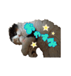 毛玉様と愉快な三毛猫達（個別スタンプ：2）