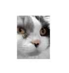 毛玉様と愉快な三毛猫達（個別スタンプ：3）