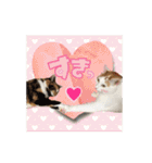 毛玉様と愉快な三毛猫達（個別スタンプ：5）