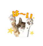 毛玉様と愉快な三毛猫達（個別スタンプ：6）