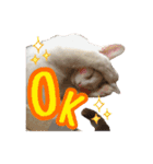 毛玉様と愉快な三毛猫達（個別スタンプ：7）