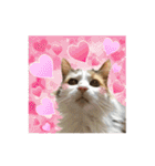 毛玉様と愉快な三毛猫達（個別スタンプ：8）