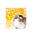 毛玉様と愉快な三毛猫達（個別スタンプ：9）