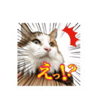 毛玉様と愉快な三毛猫達（個別スタンプ：10）