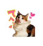 毛玉様と愉快な三毛猫達（個別スタンプ：11）