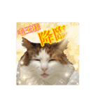 毛玉様と愉快な三毛猫達（個別スタンプ：12）