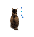 毛玉様と愉快な三毛猫達（個別スタンプ：13）