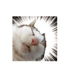毛玉様と愉快な三毛猫達（個別スタンプ：14）