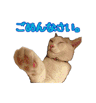 毛玉様と愉快な三毛猫達（個別スタンプ：16）