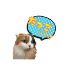 毛玉様と愉快な三毛猫達（個別スタンプ：17）