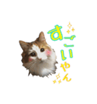 毛玉様と愉快な三毛猫達（個別スタンプ：18）