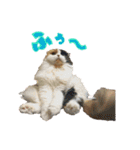 毛玉様と愉快な三毛猫達（個別スタンプ：20）