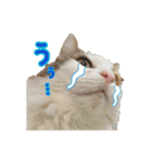 毛玉様と愉快な三毛猫達（個別スタンプ：22）