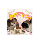 毛玉様と愉快な三毛猫達（個別スタンプ：23）