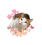 毛玉様と愉快な三毛猫達（個別スタンプ：25）