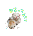 毛玉様と愉快な三毛猫達（個別スタンプ：26）