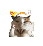 毛玉様と愉快な三毛猫達（個別スタンプ：27）