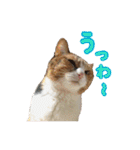 毛玉様と愉快な三毛猫達（個別スタンプ：28）