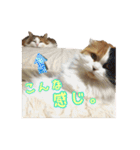 毛玉様と愉快な三毛猫達（個別スタンプ：29）
