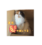 毛玉様と愉快な三毛猫達（個別スタンプ：31）