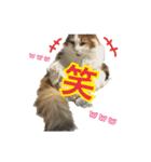 毛玉様と愉快な三毛猫達（個別スタンプ：33）