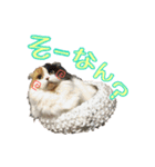 毛玉様と愉快な三毛猫達（個別スタンプ：35）