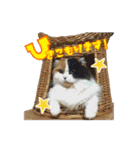毛玉様と愉快な三毛猫達（個別スタンプ：36）