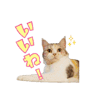 毛玉様と愉快な三毛猫達（個別スタンプ：37）