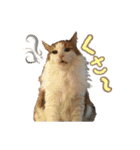 毛玉様と愉快な三毛猫達（個別スタンプ：39）