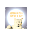 猫神様の御神託（個別スタンプ：2）