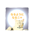 猫神様の御神託（個別スタンプ：4）
