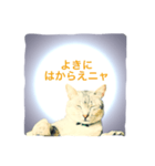 猫神様の御神託（個別スタンプ：5）