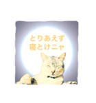 猫神様の御神託（個別スタンプ：6）