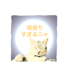 猫神様の御神託（個別スタンプ：7）