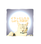 猫神様の御神託（個別スタンプ：8）