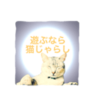 猫神様の御神託（個別スタンプ：9）