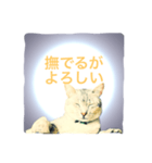 猫神様の御神託（個別スタンプ：10）